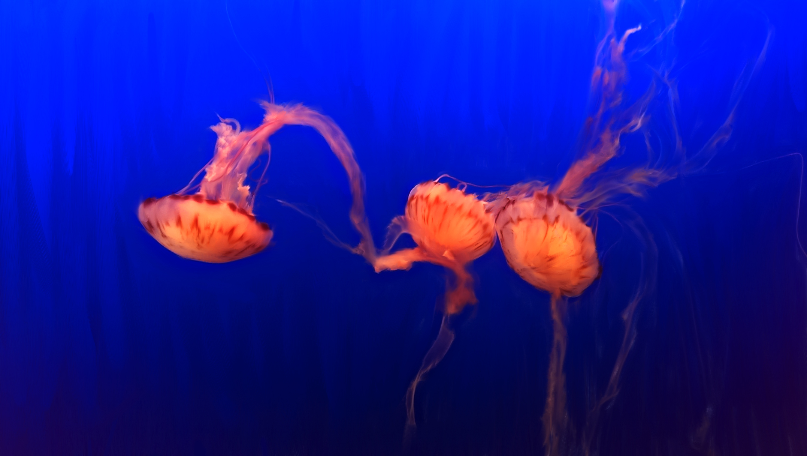 Jellyfish source image used for the AI motion iteration study